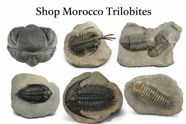 Morocco Trilobite Fossils For Sale